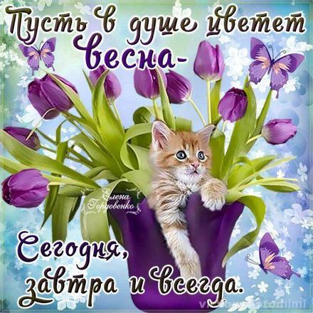 Открытка хорошего настроения, синие тюльпаны, фиолетовые цветы, котенок, улыбайся, пожелание отличного настроения! скачать открытку бесплатно | 123ot