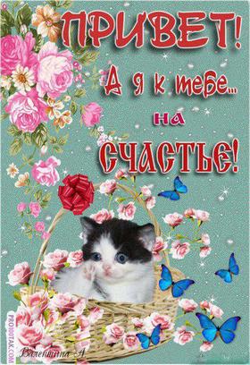 Открытка привет, приветик! Открытка привет с котиком! Красивая открытка привет с бабочками, котом и цветами! Картинка привет, приветик! скачать открытку бесплатно | 123ot