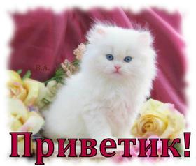 Открытка привет, приветик! Картинка привет, приветик! Пушистый белый кот! Розы! Желтая роза и кот! скачать открытку бесплатно | 123ot