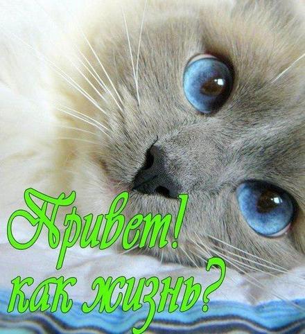 Открытка привет, приветик! Картинка привет, приветик! Кот с голубыми глазами! Красивый кот! скачать открытку бесплатно | 123ot