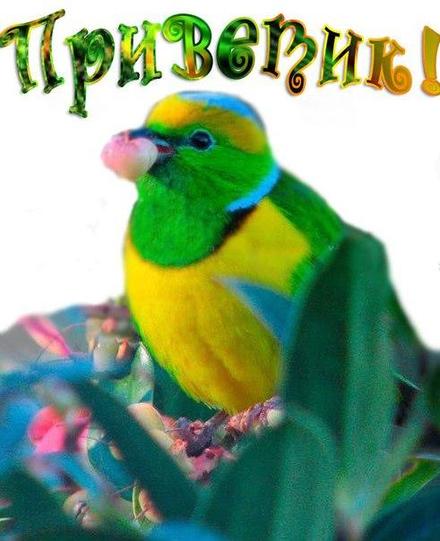 Яркая открытка привет, приветик! Открытка привет с красивым зеленым попугайчиком! Открытка привет с ярко-зеленой птицей! Картинка привет, приветик! скачать открытку бесплатно | 123ot