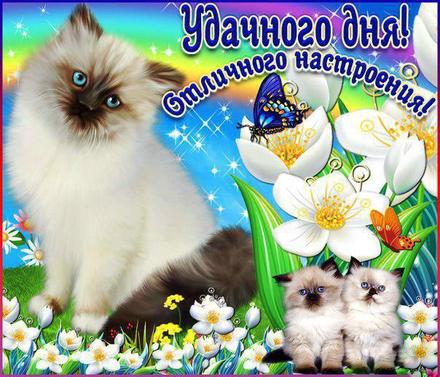 Открытка удачи! Радуга, котики, коты, белые цветы! Пожелание удачи! скачать открытку бесплатно | 123ot