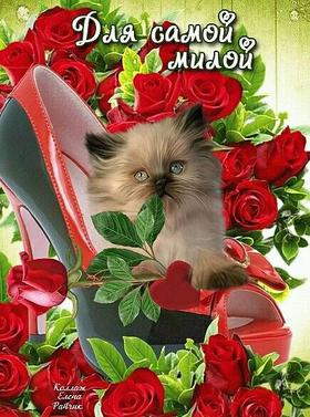 Открытка для Тебя, розы и котик, туфля, картинка Тебе, просто так, от всей души, для Тебя! скачать открытку бесплатно | 123ot