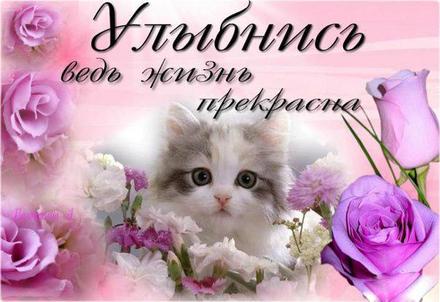 Открытка улыбнись, улыбайся, для Тебя, где твоя улыбка! Милым котик с розами! скачать открытку бесплатно | 123ot